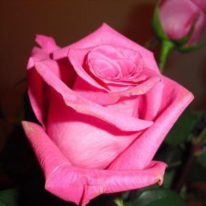 Meet your Posher, Rosa